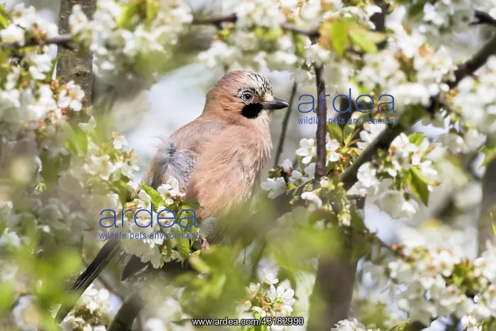 : Eurasian jay (Garrulus glandarius) sitting on branch : Eurasian jay (Garrulus glandarius) sitting on branch