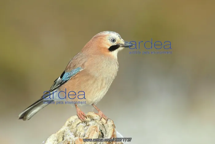 : Eurasian jay (Garrulus glandarius), sitting in frost : Eurasian jay (Garrulus glandarius), sitting in frost