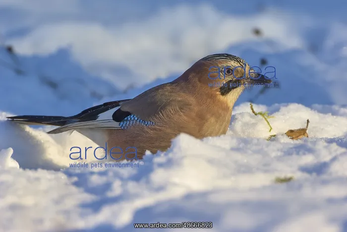 : Eurasian jay (Garrulus glandarius), standing in snowy : Eurasian jay (Garrulus glandarius), standing in snowy