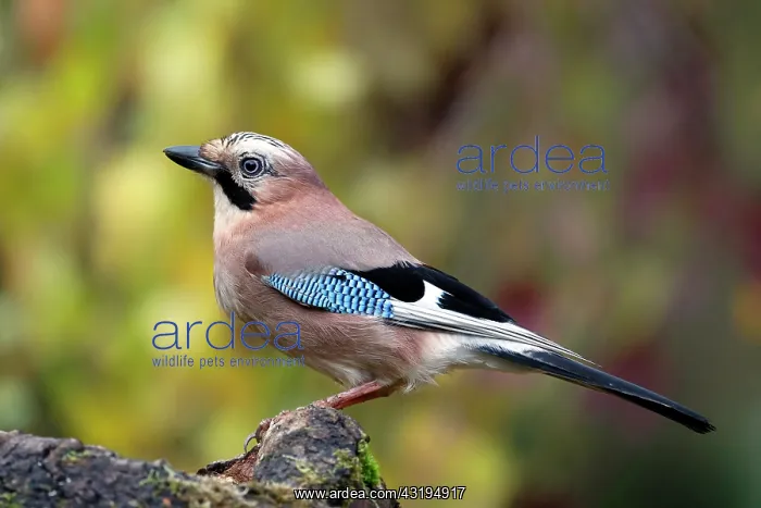 : Eurasian Jay (Garrulus glandarius) on a stump in : Eurasian Jay (Garrulus glandarius) on a stump in