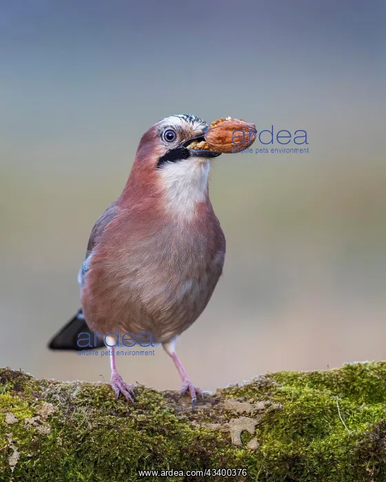 : Eurasian jay (Garrulus glandarius) sunrise, frost : Eurasian jay (Garrulus glandarius) sunrise, frost