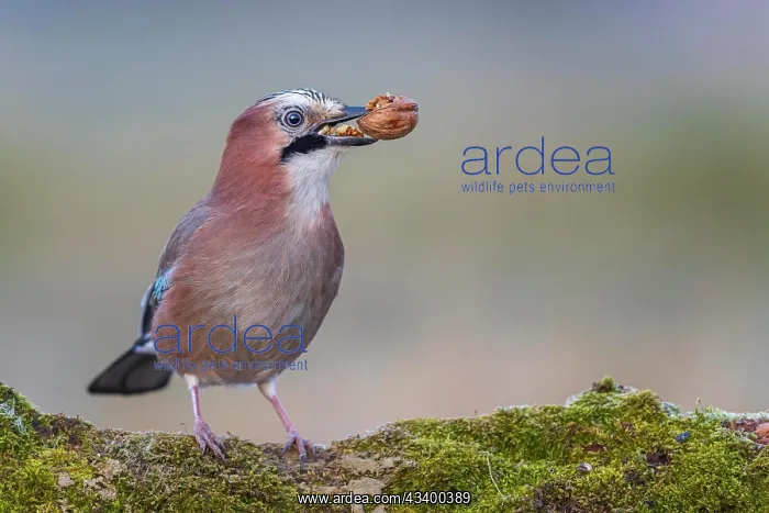 : Eurasian jay (Garrulus glandarius) sunrise, frost : Eurasian jay (Garrulus glandarius) sunrise, frost