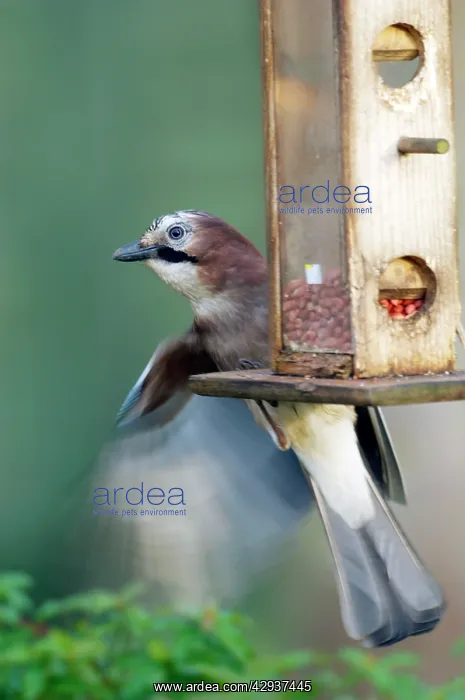 : Eurasian Jay - on nut feeder in garden : Eurasian Jay - on nut feeder in garden