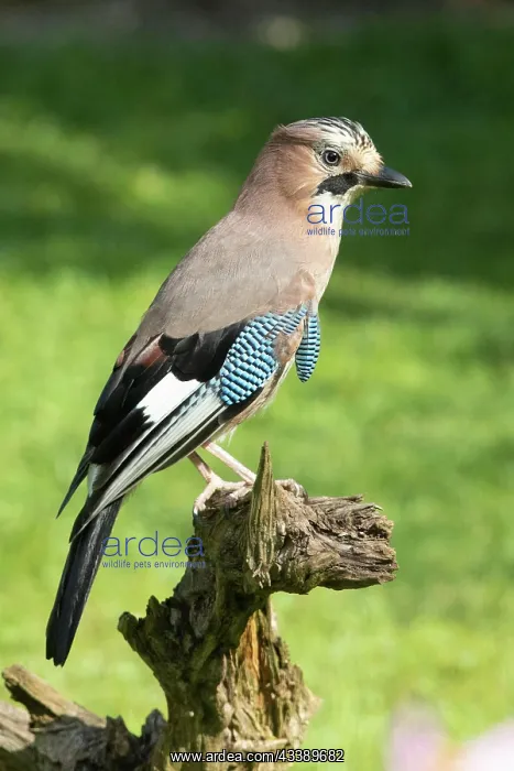 : Eurasian Jay sitting on tree stump looking right : Eurasian Jay sitting on tree stump looking right