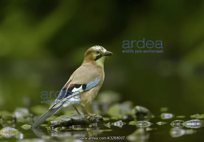 : Eurasian Jay - standing on pebbles at side of stream - June : Eurasian Jay - standing on pebbles at side of stream - June