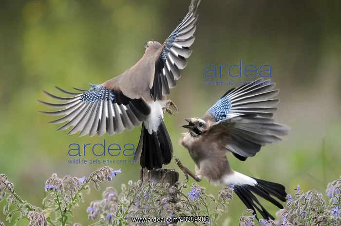: Eurasian Jays (Garrulus glandarius) fighting, T : Eurasian Jays (Garrulus glandarius) fighting, T