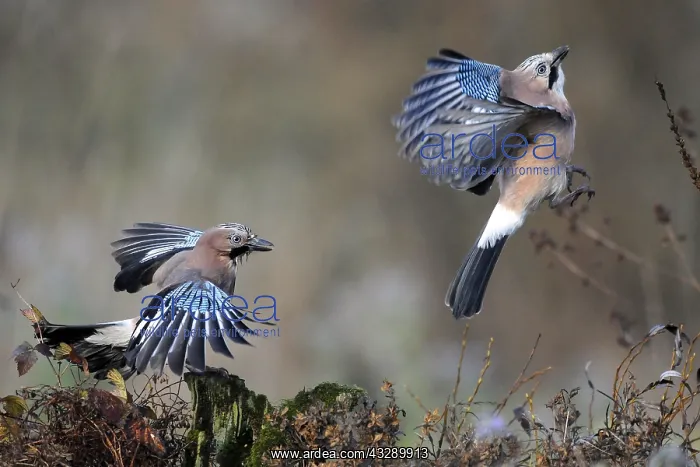 : Eurasian Jays (Garrulus glandarius) fighting, T : Eurasian Jays (Garrulus glandarius) fighting, T