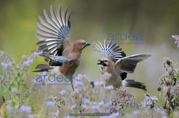 : Eurasian Jays (Garrulus glandarius) fighting, T : Eurasian Jays (Garrulus glandarius) fighting, T