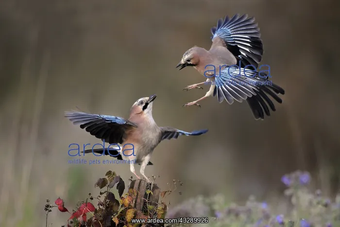 : Eurasian Jays (Garrulus glandarius) fighting, T : Eurasian Jays (Garrulus glandarius) fighting, T
