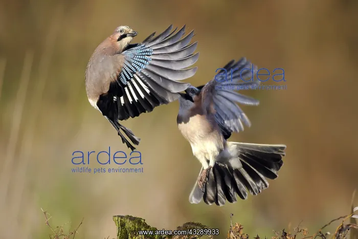 : Eurasian Jays (Garrulus glandarius) fighting, T : Eurasian Jays (Garrulus glandarius) fighting, T