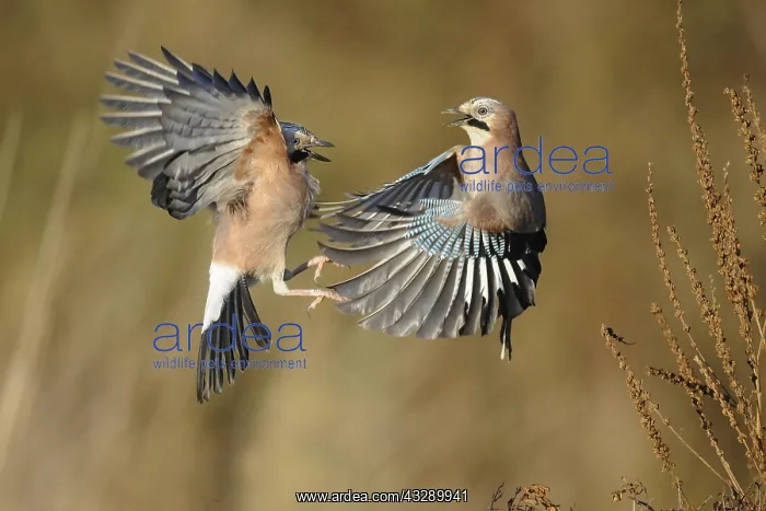: Eurasian Jays (Garrulus glandarius) fighting, T : Eurasian Jays (Garrulus glandarius) fighting, T