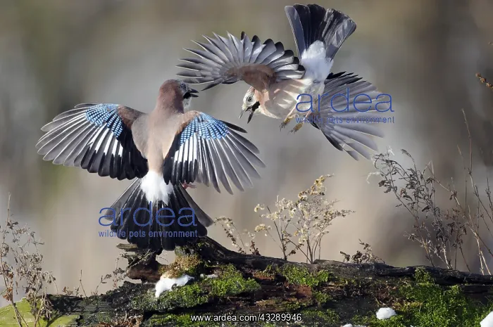 : Eurasian Jays (Garrulus glandarius) fighting, T : Eurasian Jays (Garrulus glandarius) fighting, T