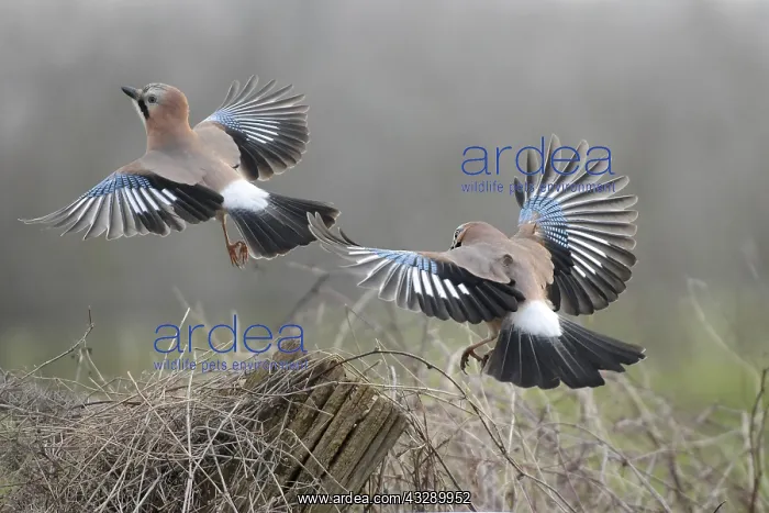 : Eurasian Jays (Garrulus glandarius) fighting, T : Eurasian Jays (Garrulus glandarius) fighting, T
