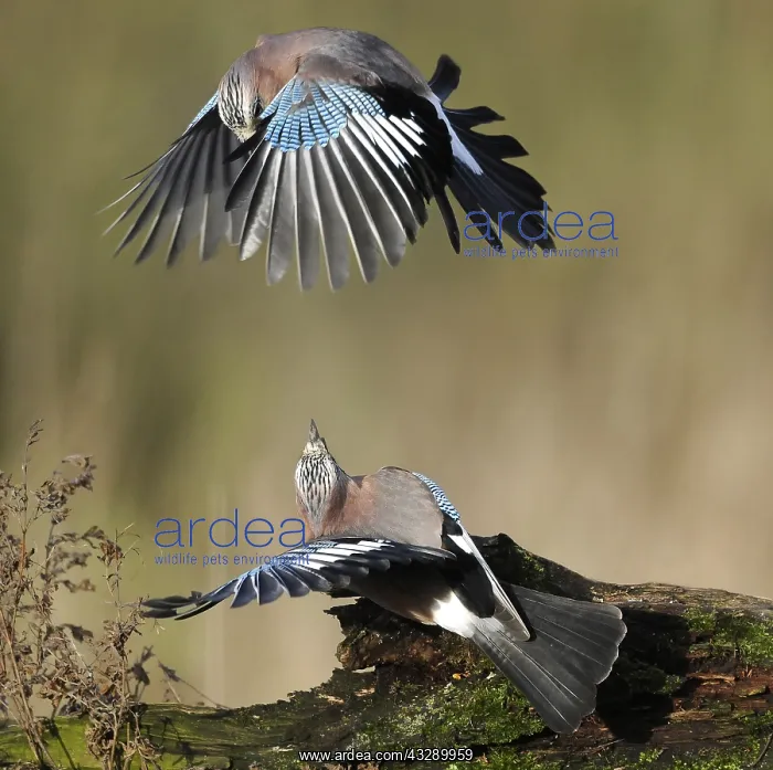 : Eurasian Jays (Garrulus glandarius) fighting, T : Eurasian Jays (Garrulus glandarius) fighting, T