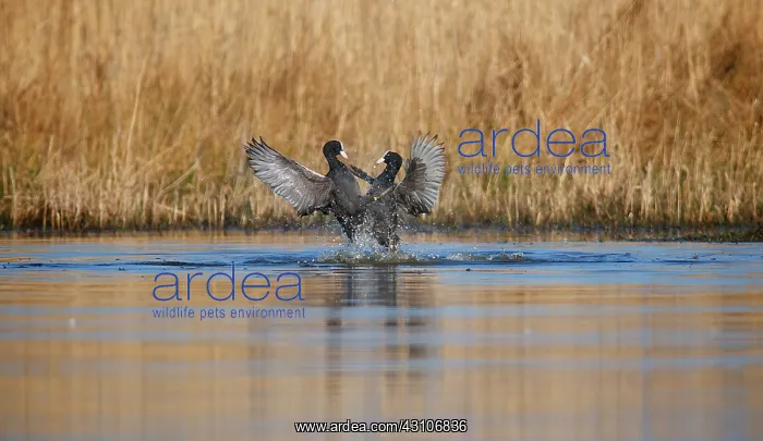 : Eurasian Koots : Eurasian Koots