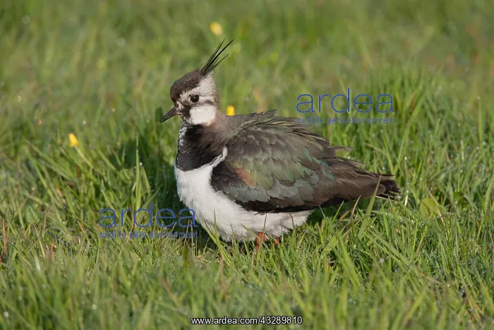  : Eurasian Lapwing (Vanellus vanellus) standing o