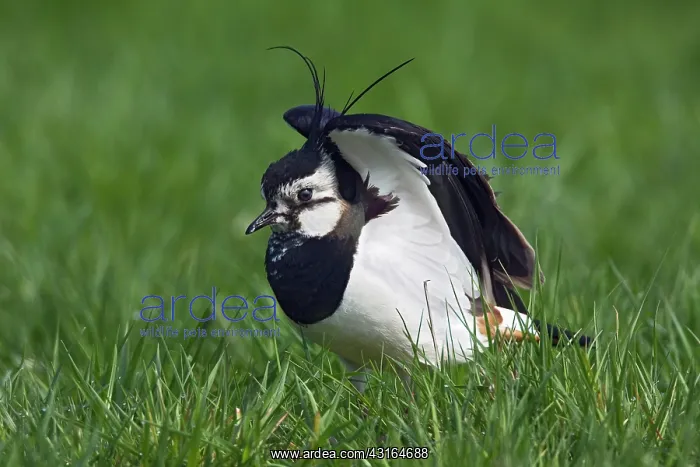 : Eurasian Lapwing (Vanellus vanellus) stretching wings in meadow : Eurasian Lapwing (Vanellus vanellus) stretching wings in meadow
