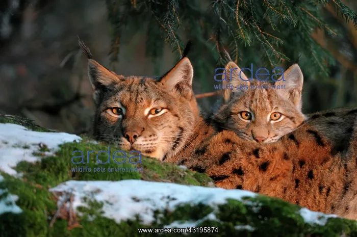 : Eurasian Linx (Lynx lynx) female with cub in evening : Eurasian Linx (Lynx lynx) female with cub in evening