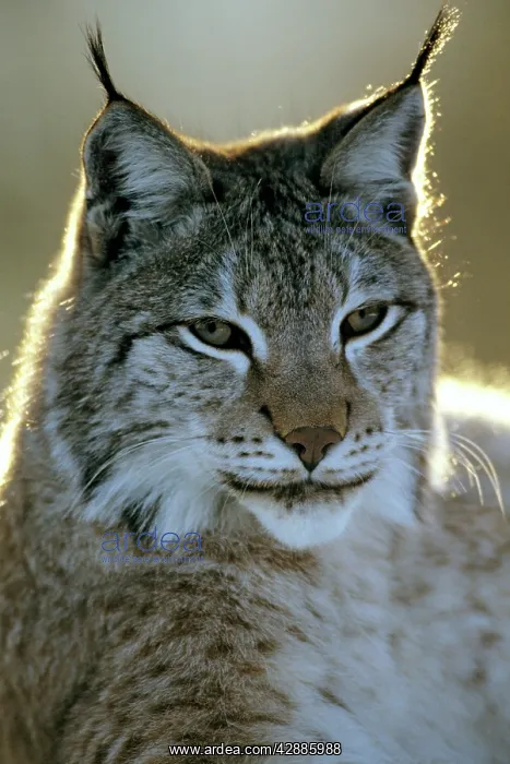  : Eurasian Lynx