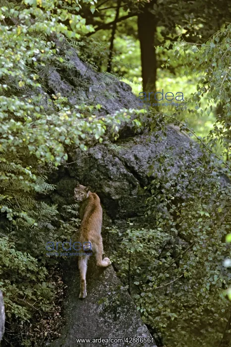  : Eurasian Lynx