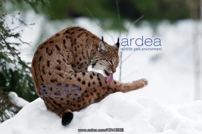 : Eurasian Lynx : Eurasian Lynx