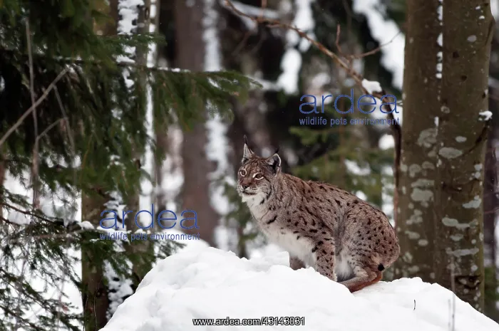 : Eurasian Lynx : Eurasian Lynx