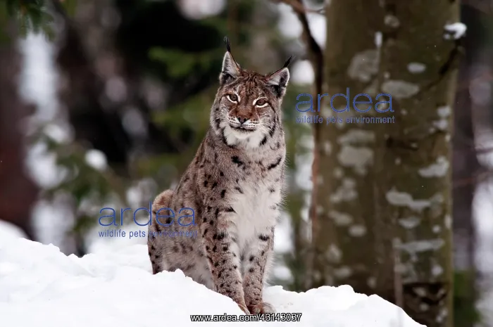 : Eurasian Lynx : Eurasian Lynx