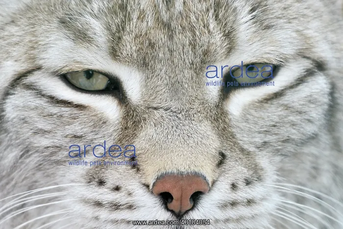 : Eurasian Lynx : Eurasian Lynx