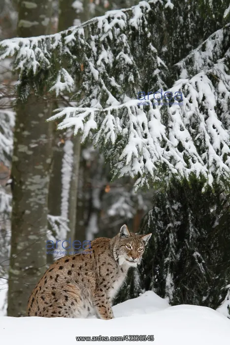 : Eurasian Lynx : Eurasian Lynx