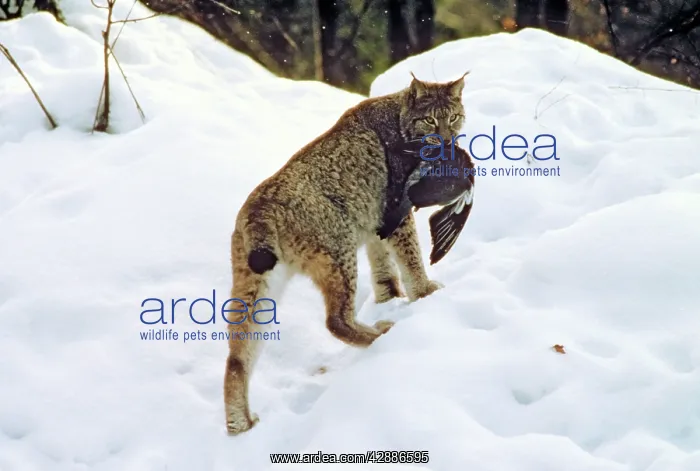  : Eurasian Lynx - Catching pigeon prey in snow