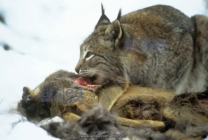  : Eurasian lynx - feeding
