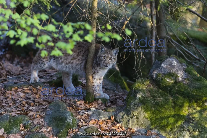 : Eurasian Lynx - hiding behind tree, looking curious : Eurasian Lynx - hiding behind tree, looking curious