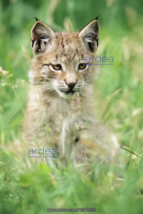  : Eurasian Lynx - kitten sitting amongst grass