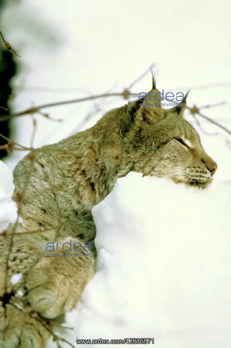  : Eurasian Lynx - Lying down in snow