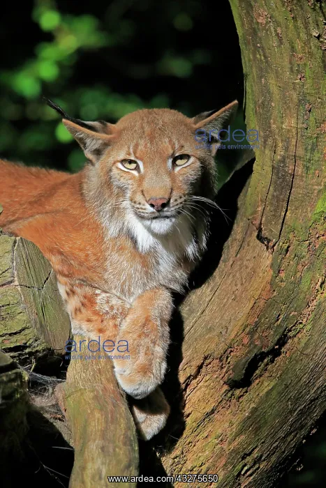 : Eurasian lynx (Lynx lynx), adult, on tree, portrait : Eurasian lynx (Lynx lynx), adult, on tree, portrait