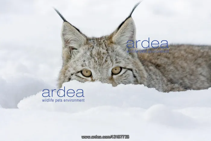 : Eurasian lynx (Lynx lynx), animal portrait, captive : Eurasian lynx (Lynx lynx), animal portrait, captive