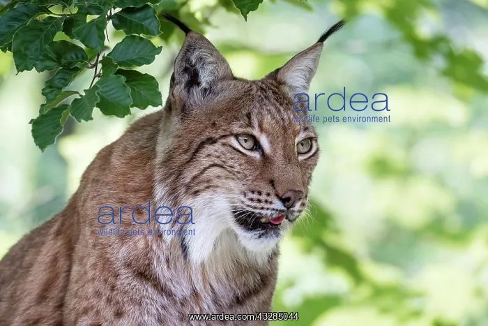 : Eurasian lynx (Lynx lynx), animal portrait, attentive : Eurasian lynx (Lynx lynx), animal portrait, attentive