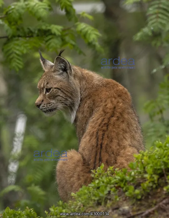  : Eurasian lynx, Lynx lynx, in boreal woodland, Scandinavia