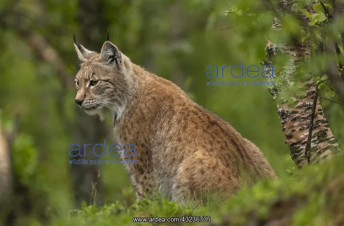 : Eurasian lynx, Lynx lynx, in boreal woodland, Scandinavia : Eurasian lynx, Lynx lynx, in boreal woodland, Scandinavia