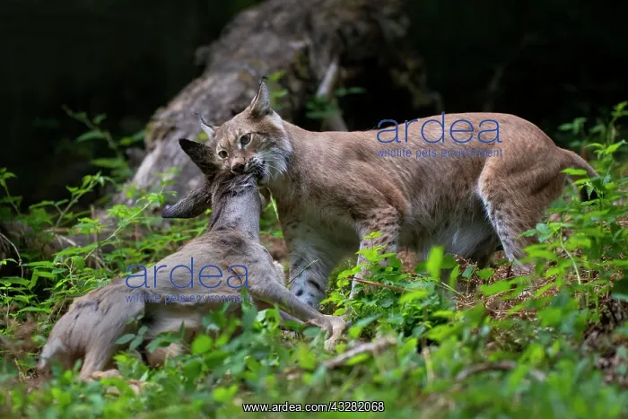  : Eurasian lynx or (Lynx lynx) with captured roe deer