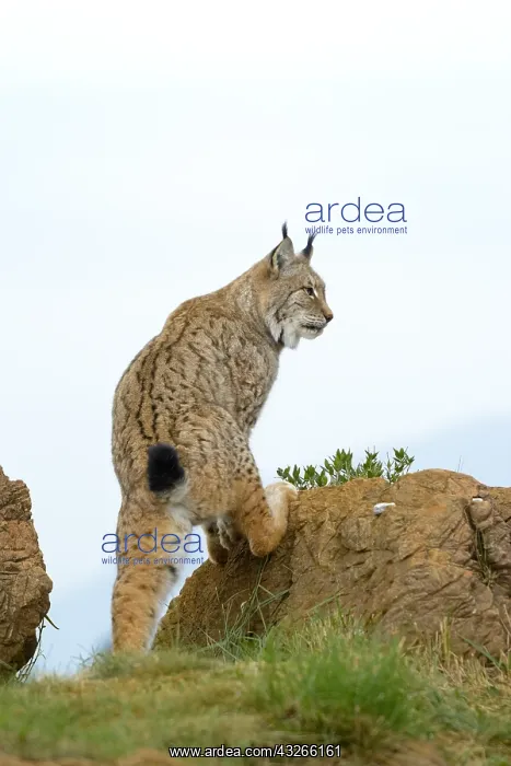 : Eurasian Lynx (Lynx lynx), climbing on a rock : Eurasian Lynx (Lynx lynx), climbing on a rock