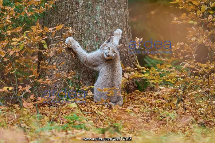 : Eurasian lynx (Lynx lynx), climbing on tree trunk in autumn : Eurasian lynx (Lynx lynx), climbing on tree trunk in autumn