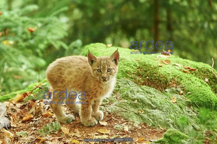 : Eurasian lynx (Lynx lynx), cub in a forest, captive : Eurasian lynx (Lynx lynx), cub in a forest, captive