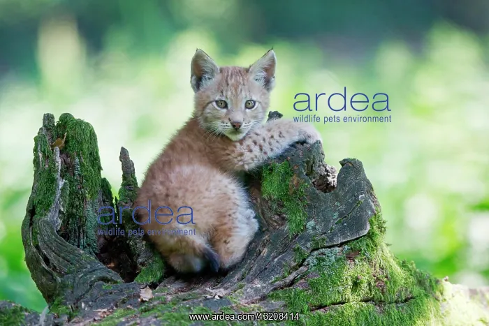 : Eurasian Lynx (Lynx lynx), cub lying on an old tree : Eurasian Lynx (Lynx lynx), cub lying on an old tree