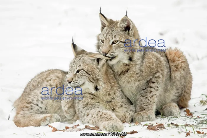 : Two eurasian lynx (Lynx lynx), cubs, lying on snow-covered : Two eurasian lynx (Lynx lynx), cubs, lying on snow-covered