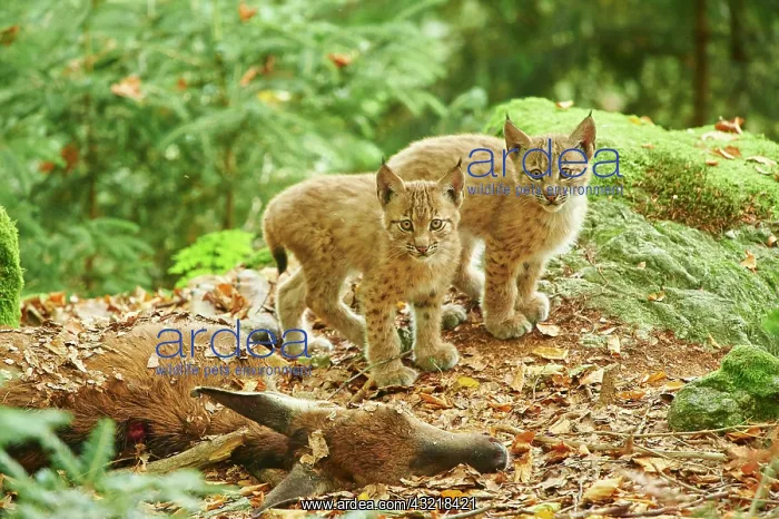 : Eurasian lynx (Lynx lynx), two cubs in a forest : Eurasian lynx (Lynx lynx), two cubs in a forest