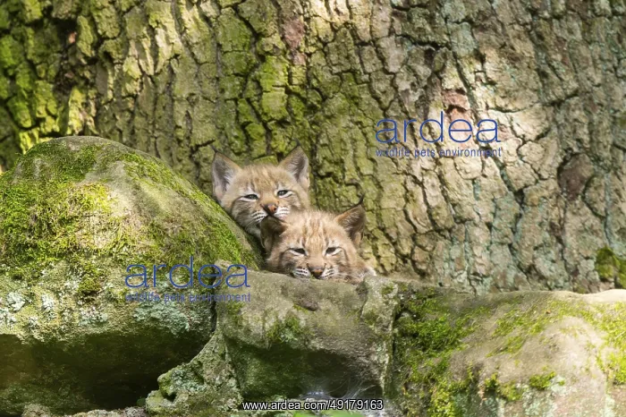 : Eurasian lynx (Lynx lynx) cubs (youngster) in a forest : Eurasian lynx (Lynx lynx) cubs (youngster) in a forest