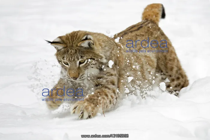 : Eurasian Lynx (Lynx lynx) in deep snow, Bavaria : Eurasian Lynx (Lynx lynx) in deep snow, Bavaria