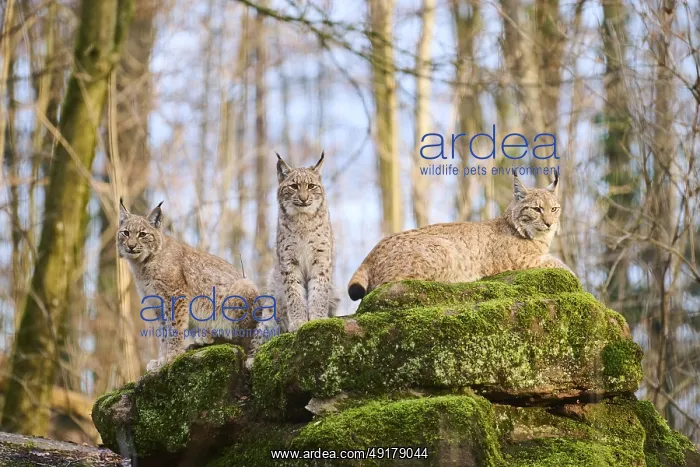 : Eurasian lynx (Lynx lynx) family on a rock : Eurasian lynx (Lynx lynx) family on a rock