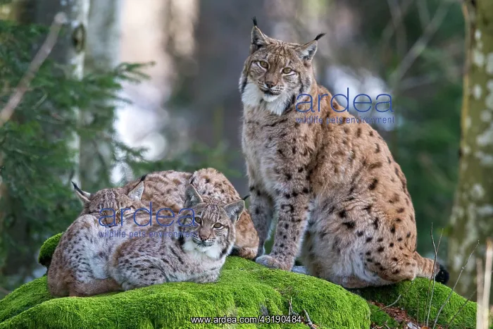 : Eurasian lynx (Lynx lynx) female and cubs on a mossy : Eurasian lynx (Lynx lynx) female and cubs on a mossy